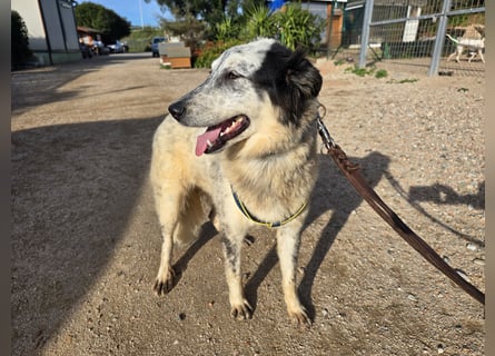 Mila: wenn Einsamkeit krank macht - gerne Pflegestelle