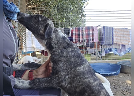 Chandra: von der Flasche ins Tierheim