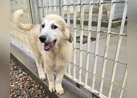 Tancredi: ein Wuschel zum Verlieben