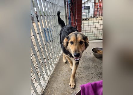 Bijou: perfekte Familienhündin