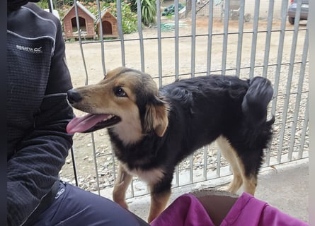 Bijou: perfekte Familienhündin