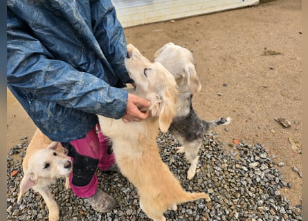 Cameron: kleiner Herzensbrecher