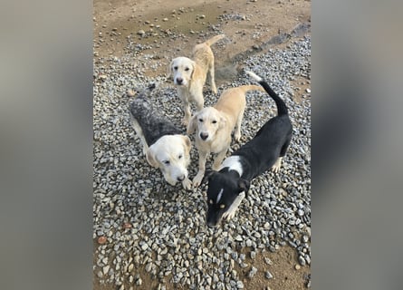 Cameron: kleiner Herzensbrecher