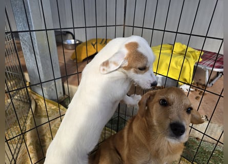 Giovanni: verspielter Lausbub