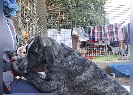 Chandra: von der Flasche ins Tierheim