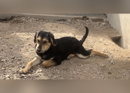 Bijou: sie leidet still