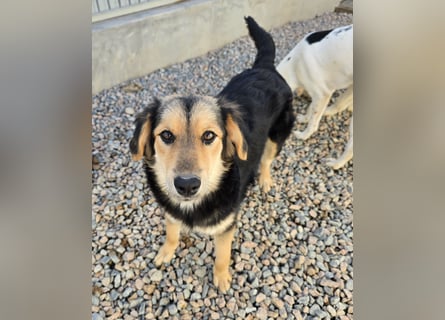 Bijou: perfekte Familienhündin