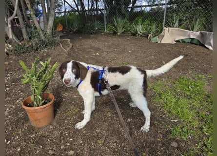 Befanino: kleiner Clown im Schafspelz