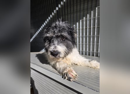 Martino: ein Wuschel sucht Dich!