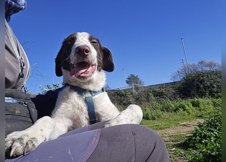 Befanino: kleiner Clown im Schafspelz