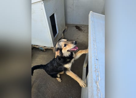 Bijou: perfekte Familienhündin