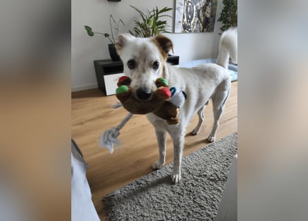 Fröhlicher Felix sucht ein aktives Zuhause