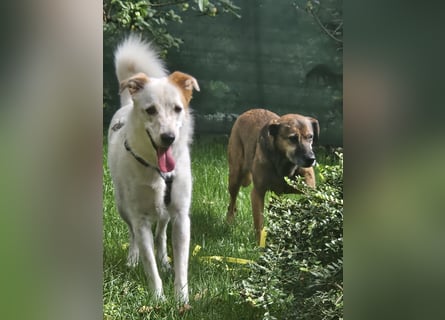 Lustiger Felix sucht ein aktives Zuhause