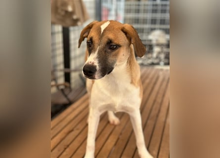 Bounty – ein Herz auf vier Pfoten sucht ihr Zuhause