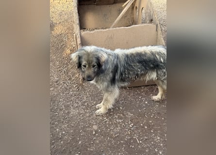 Nike – die introvertierte Herzenskandidatin sucht geduldiges Zuhause