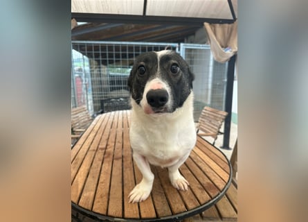 Die liebenswerte Papuci sucht ihr Zuhause!