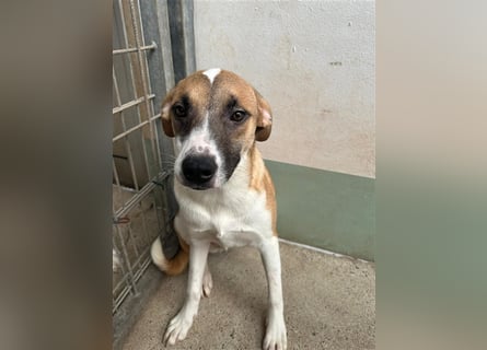 Bounty – ein Herz auf vier Pfoten sucht ihr Zuhause