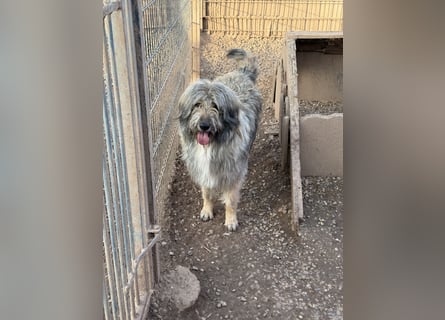 Nika braucht Liebe, ein Zuhause - und genau DICH!