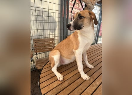 Bounty – ein Herz auf vier Pfoten sucht ihr Zuhause