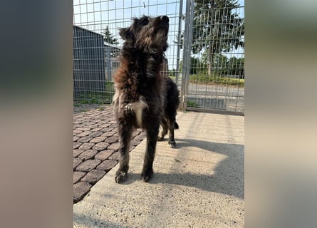 Fadia – gute Laune auf vier Pfoten