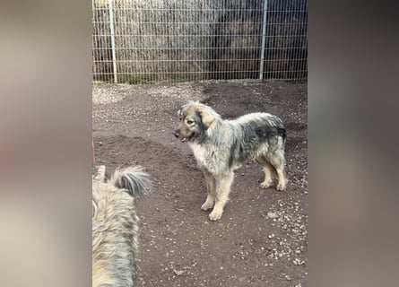 Nike – die introvertierte Herzenskandidatin sucht geduldiges Zuhause