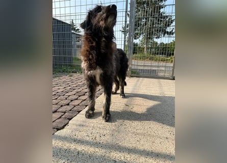 Fadia – gute Laune auf vier Pfoten