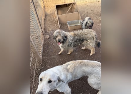 Nika braucht Liebe, ein Zuhause - und genau DICH!