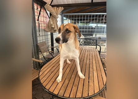 Bounty – ein Herz auf vier Pfoten sucht ihr Zuhause