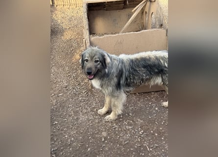 Nike – die introvertierte Herzenskandidatin sucht geduldiges Zuhause