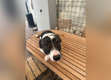 Die liebenswerte Papuci sucht ihr Zuhause!