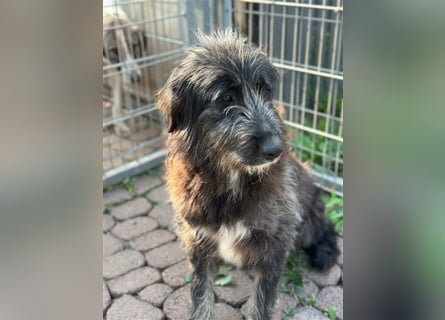 Fadia – gute Laune auf vier Pfoten