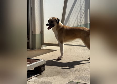 Bounty – ein Herz auf vier Pfoten sucht ihr Zuhause