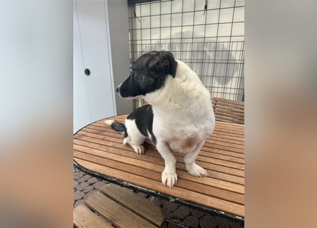 Die liebenswerte Papuci sucht ihr Zuhause!