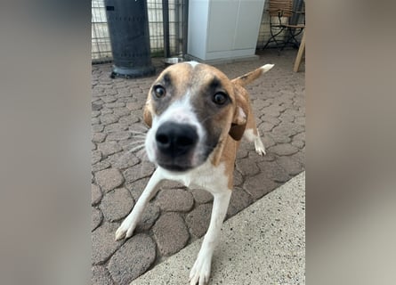 Bounty – ein Herz auf vier Pfoten sucht ihr Zuhause