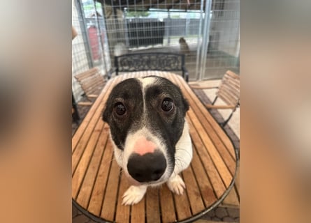 Die liebenswerte Papuci sucht ihr Zuhause!