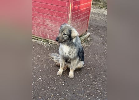 Nike – die introvertierte Herzenskandidatin sucht geduldiges Zuhause