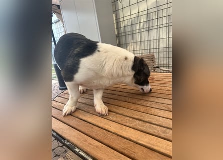 Die liebenswerte Papuci sucht ihr Zuhause!