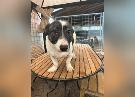 Die liebenswerte Papuci sucht ihr Zuhause!