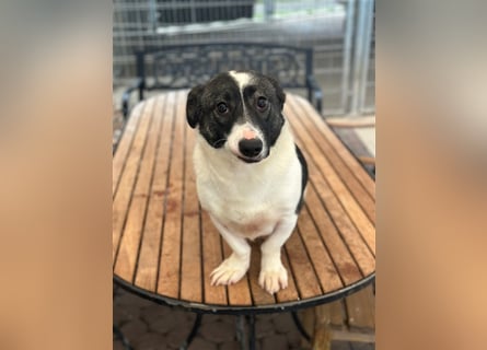 Die liebenswerte Papuci sucht ihr Zuhause!