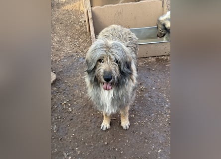 Nika braucht Liebe, ein Zuhause - und genau DICH!