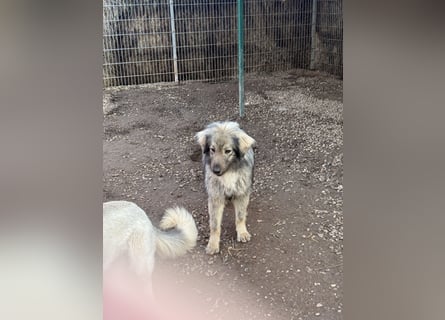 Nike – die introvertierte Herzenskandidatin sucht geduldiges Zuhause