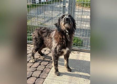 Fadia – gute Laune auf vier Pfoten