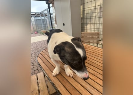 Die liebenswerte Papuci sucht ihr Zuhause!