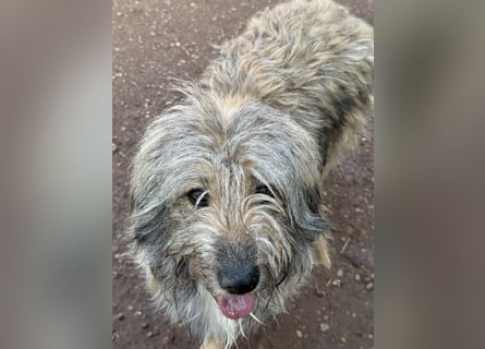 Nika braucht Liebe, ein Zuhause - und genau DICH!