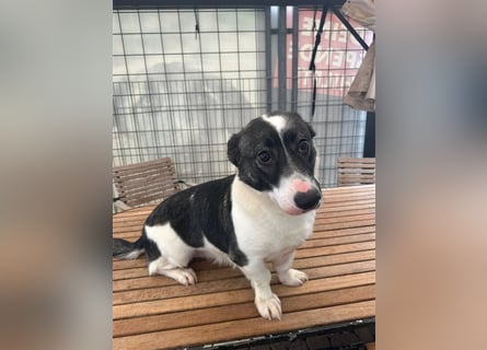 Die liebenswerte Papuci sucht ihr Zuhause!