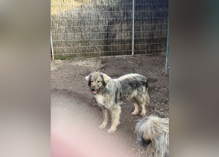 Nike – die introvertierte Herzenskandidatin sucht geduldiges Zuhause