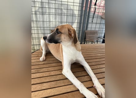 Bounty – ein Herz auf vier Pfoten sucht ihr Zuhause