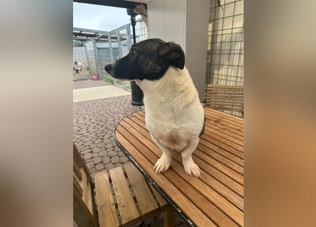 Die liebenswerte Papuci sucht ihr Zuhause!