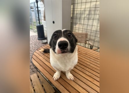 Die liebenswerte Papuci sucht ihr Zuhause!