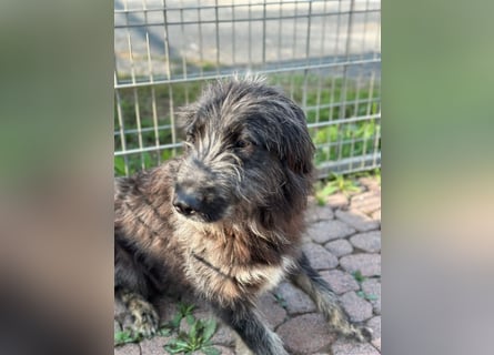 Fadia – gute Laune auf vier Pfoten